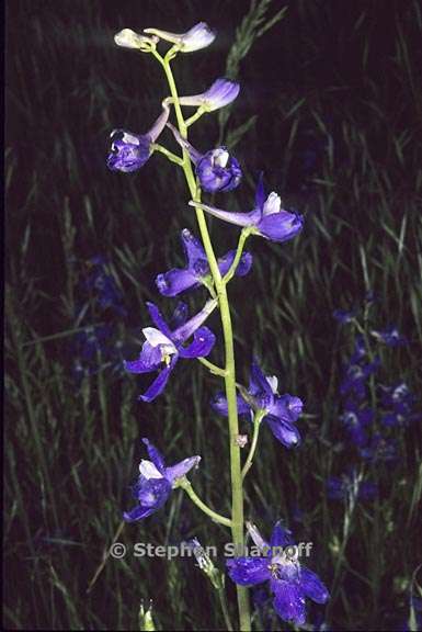 delphinium gracilentum 10 graphic